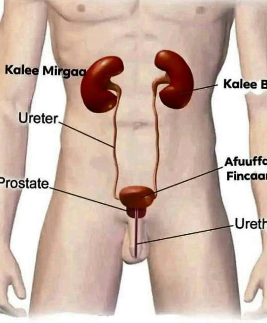 Roles of kidney’s in our&nbsp;body